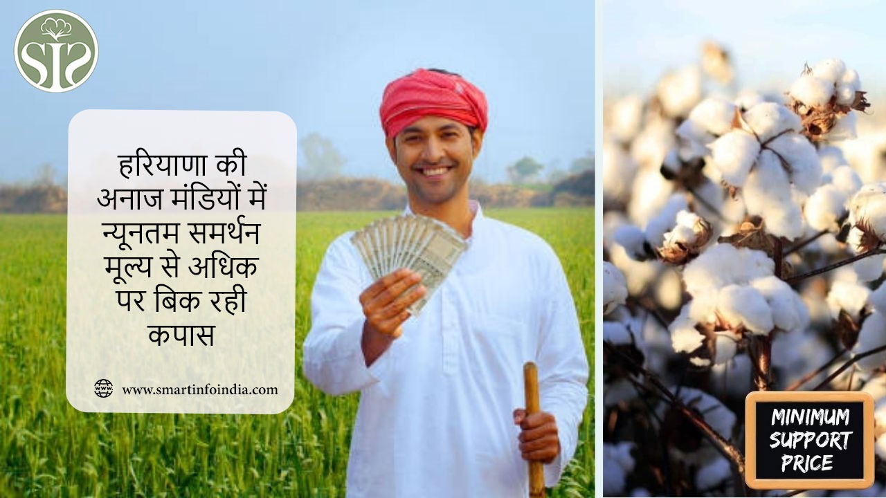 हरियाणा की अनाज मंडियों में न्यूनतम समर्थन मूल्य से अधिक पर बिक रही कपास