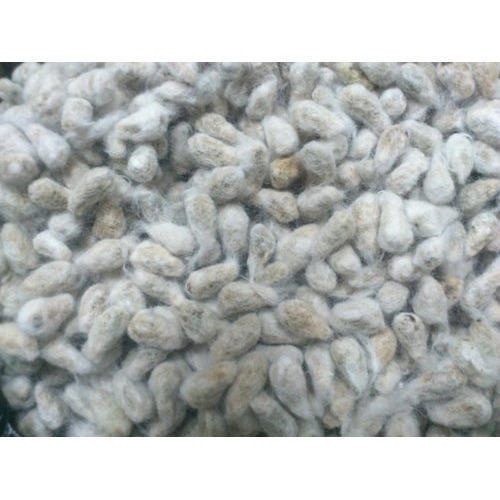 Good news for cottonseed oil mills, license will be available easily