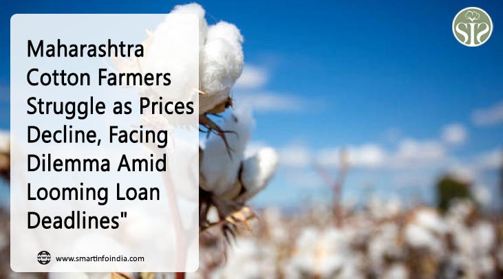 Maharashtra Cotton Farmers Struggle as Prices Decline, Facing Dilemma Amid Looming Loan Deadlines"