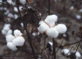 Farmers anger erupted on Maharashtra leaders, expressed dissatisfaction over prices of onion and cotton