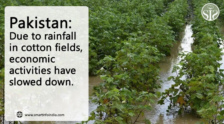 Pakistan: Slow business activity due to rain in cotton fields