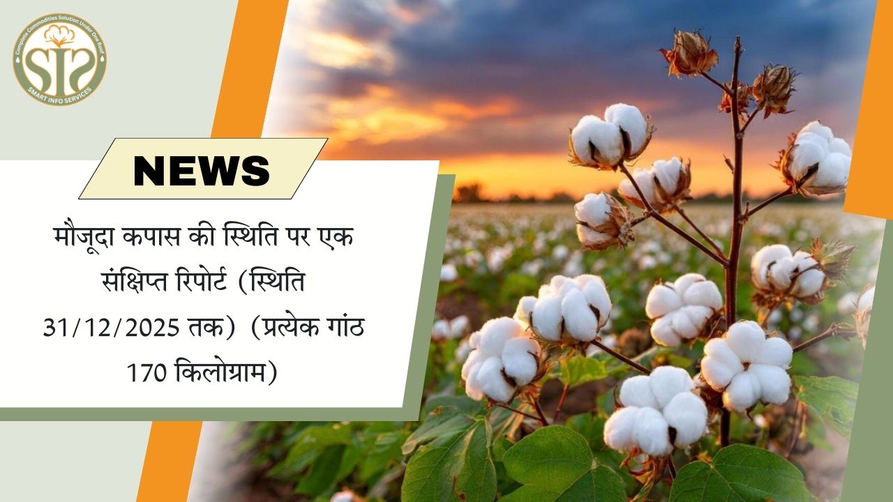 कपास बाजार स्थिति रिपोर्ट – 31/12/2025 तक