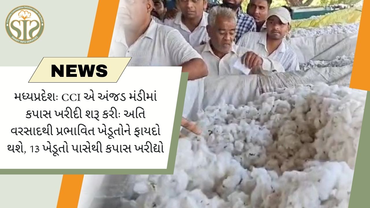 CCI એ અંજદ મંડીમાં કપાસની ખરીદી શરૂ કરી