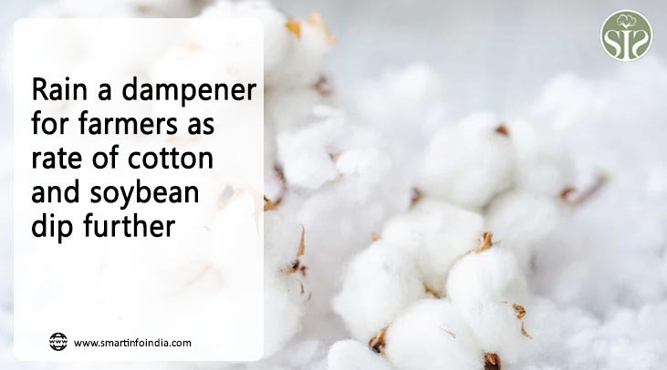 Rain a dampener for farmers as rate of cotton and soybean dip further