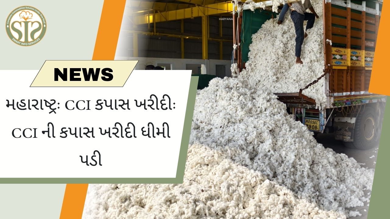 CCI ની કપાસ ખરીદી ધીમી પડી