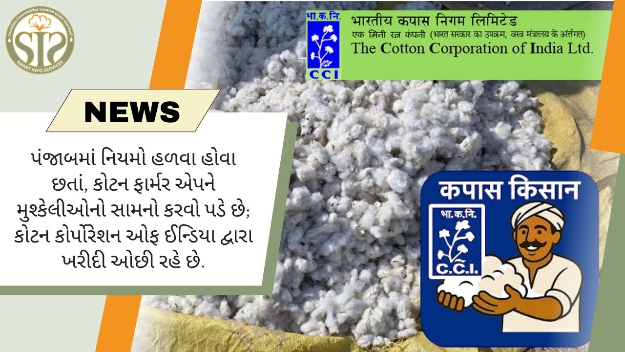 પંજાબમાં કપાસની ખરીદી ઓછી, કિસાન એપ મુશ્કેલીમાં