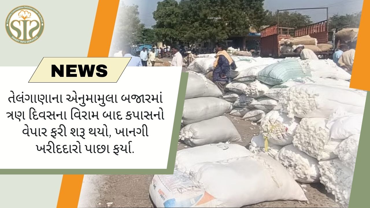 એનુમામુલા બજારમાં કપાસનો વેપાર ફરી શરૂ થયો