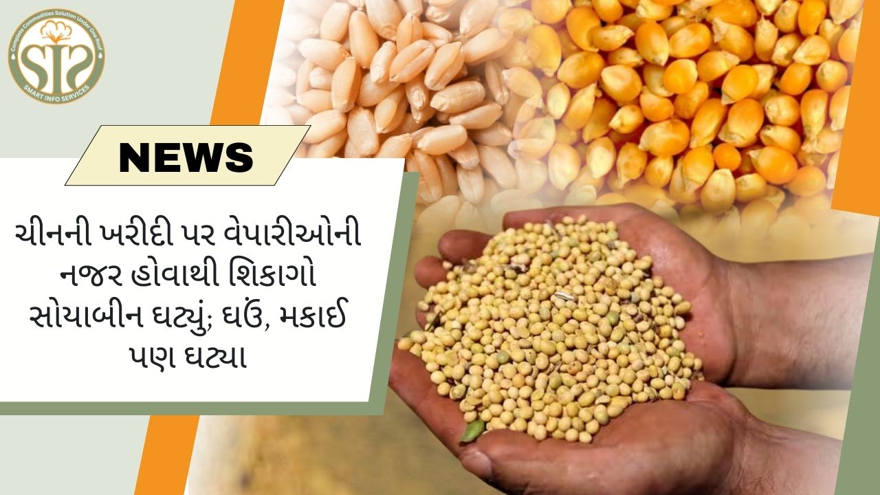 ચીનની ખરીદી પર નજર, શિકાગો સોયાબીન અને ઘઉં-મકાઈ નબળા