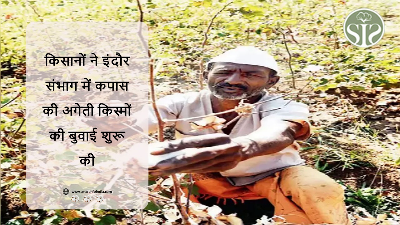 किसानों ने इंदौर संभाग में कपास की अगेती किस्मों की बुवाई शुरू की