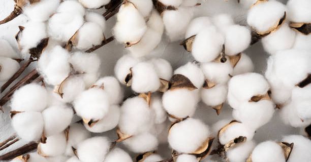 Country needs good yielding varieties of cotton: Niranjan Reddy