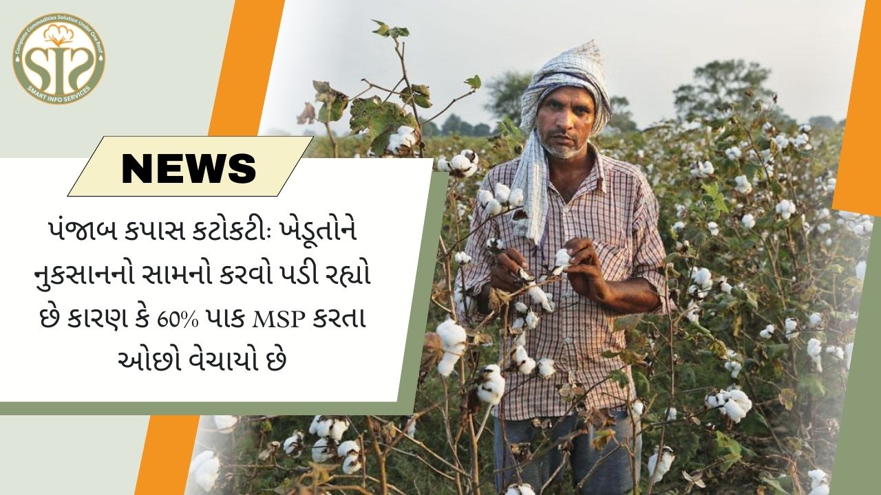 પંજાબ કપાસનું સંકટ: ૬૦% પાક નકામા ભાવે વેચાયો