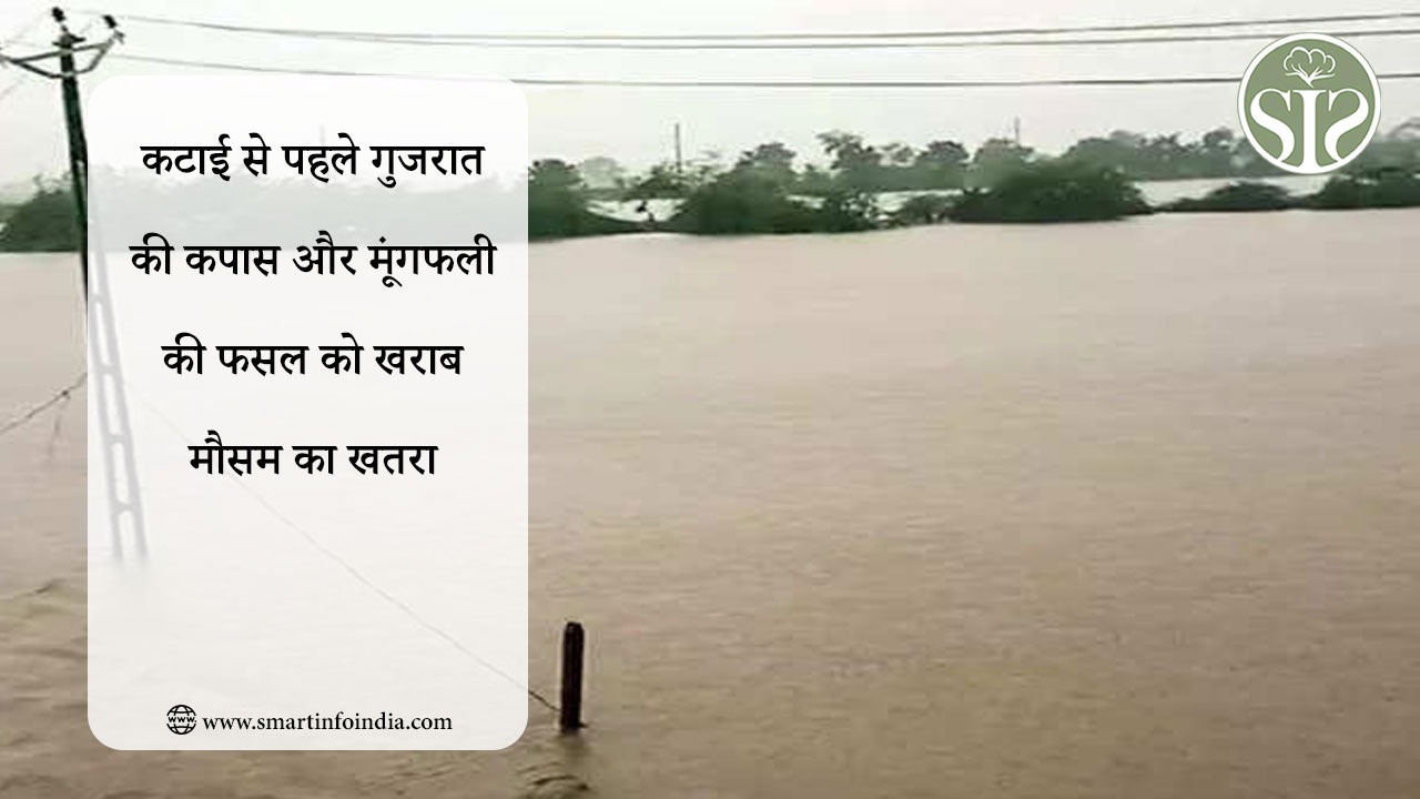 कटाई से पहले गुजरात की कपास और मूंगफली की फसल को खराब मौसम का खतरा