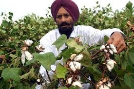 After seven years, the danger of white fly hovers again in Punjab, know what is the situation