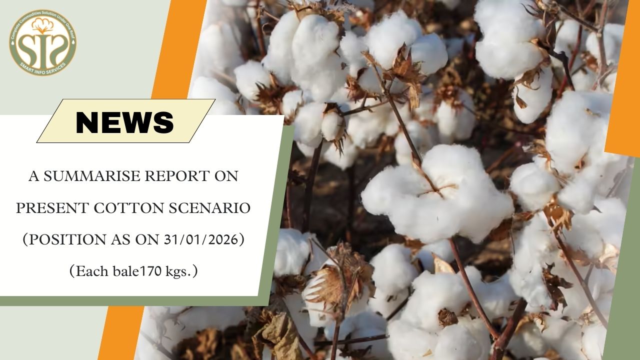 Cotton Stock and Market Position – 31 January 2026