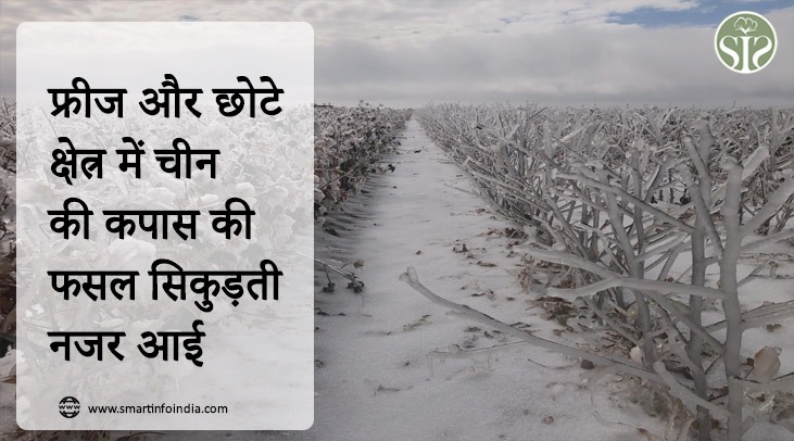 China's cotton crop seen shrinking in freeze and small area