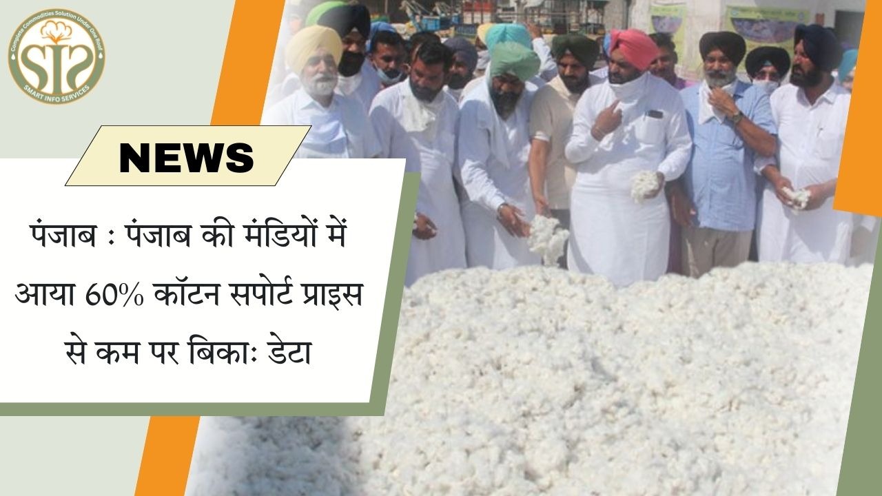 पंजाब के बाज़ारों में 60% कपास सपोर्ट प्राइस से नीचे बिका।