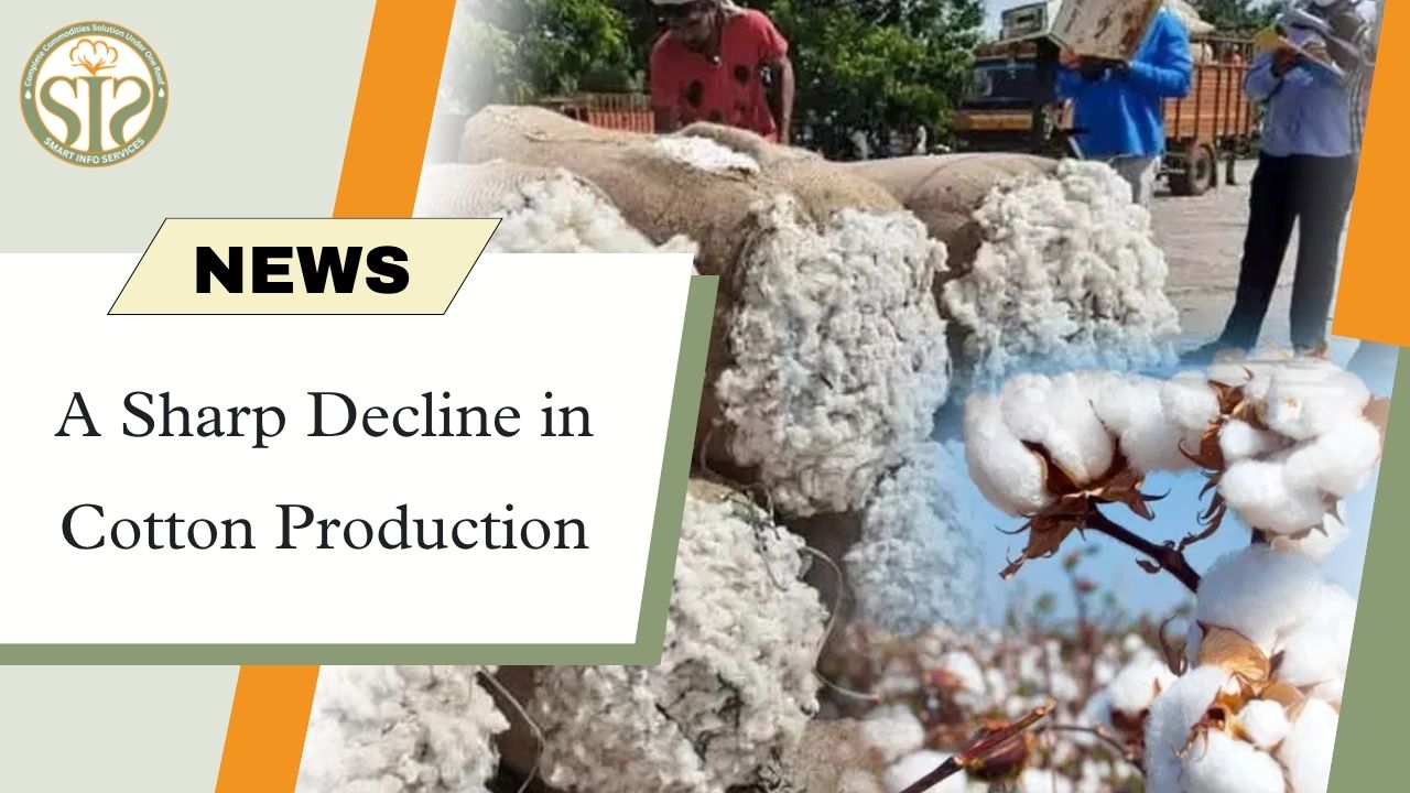 "Sharp decline in cotton production: A new challenge for the agriculture sector"