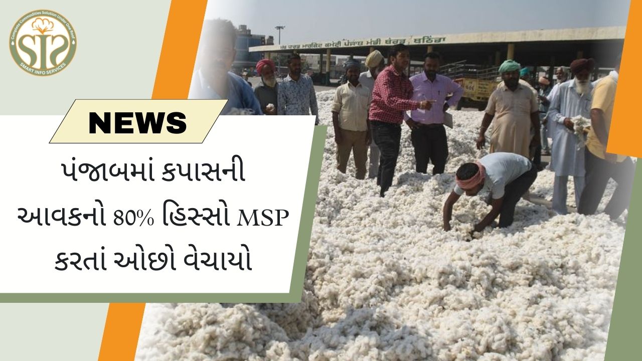 પંજાબમાં 80% કપાસ MSP થી નીચે વેચાયો