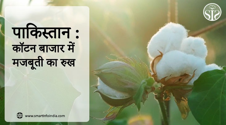 पाकिस्तान: कॉटन बाजार में मजबूती का रुख