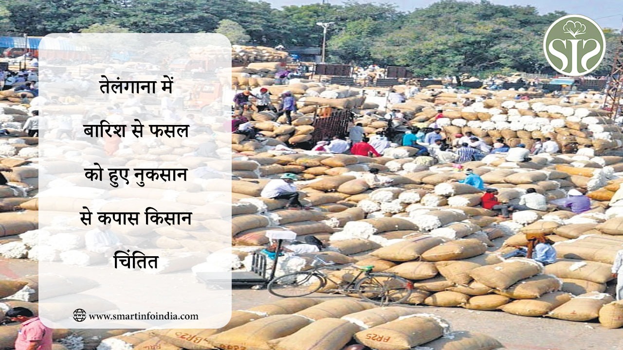तेलंगाना में बारिश से फसल को हुए नुकसान से कपास किसान चिंतित