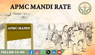 TODAY APMC KAPAS RATE 01.08.26
