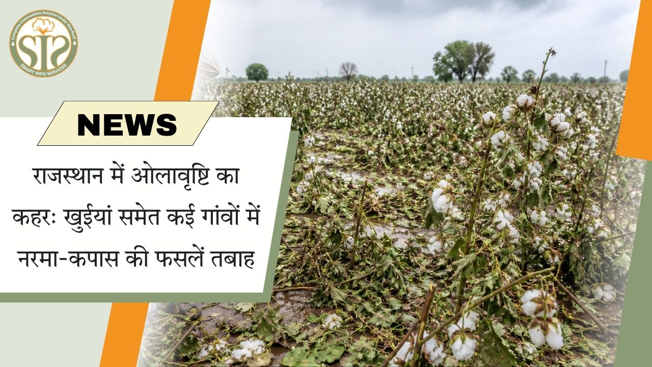 राजस्थान: खुईयां सहित कई गांवों में फसलें तबाह