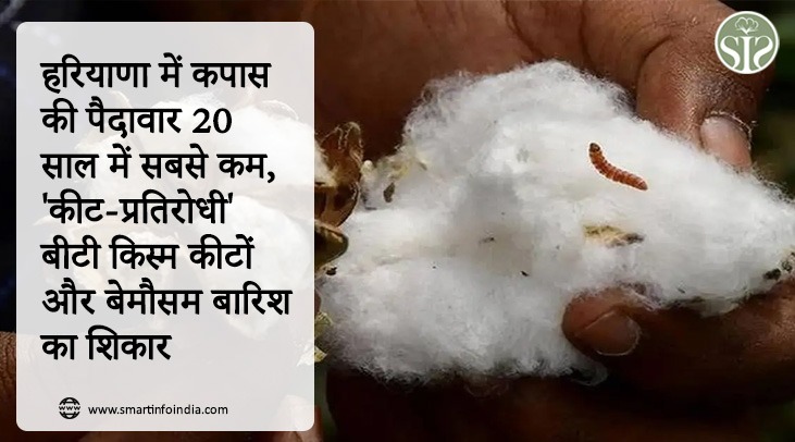 हरियाणा में कपास की पैदावार 20 साल में सबसे कम, 'कीट-प्रतिरोधी' बीटी किस्म कीटों और बेमौसम बारिश का शिकार