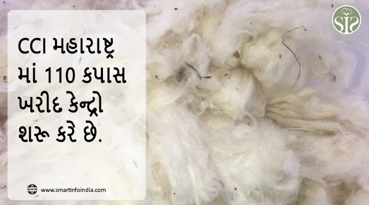 CCIએ મહારાષ્ટ્રમાં 110 કપાસ ખરીદ કેન્દ્રો શરૂ કર્યા.