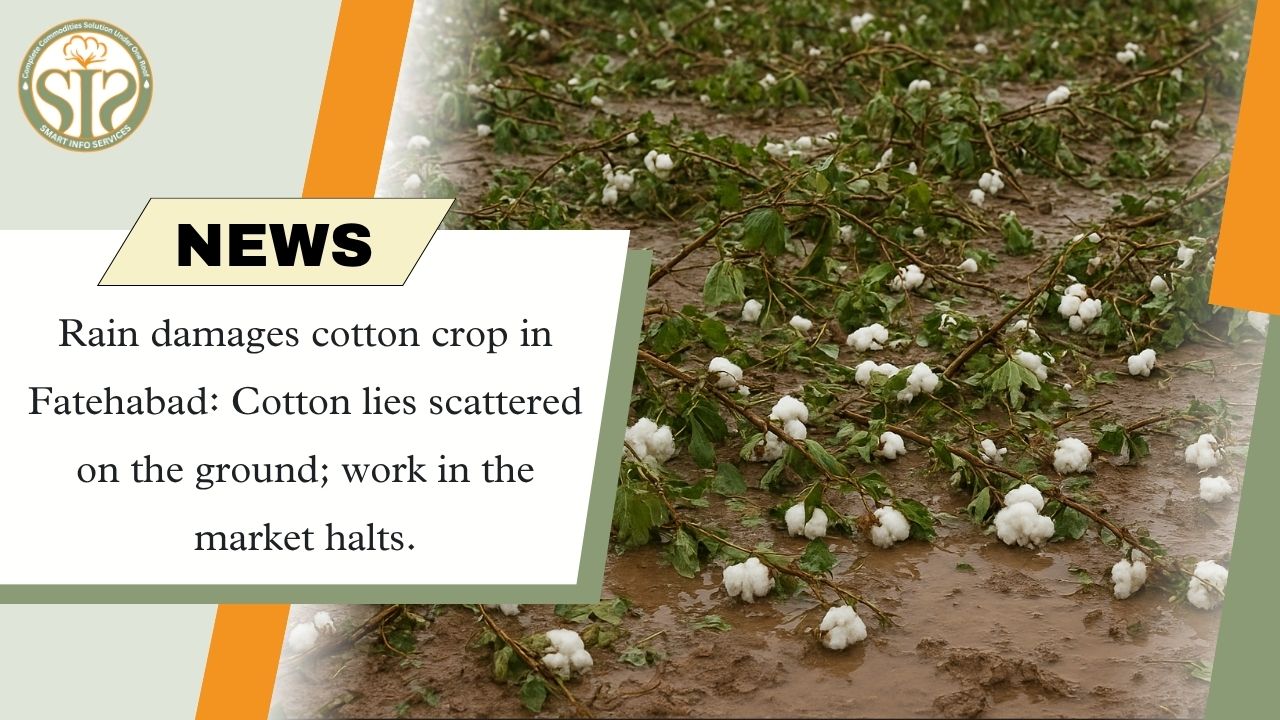 Fatehabad: Cotton ruined due to rain, work stopped in the market