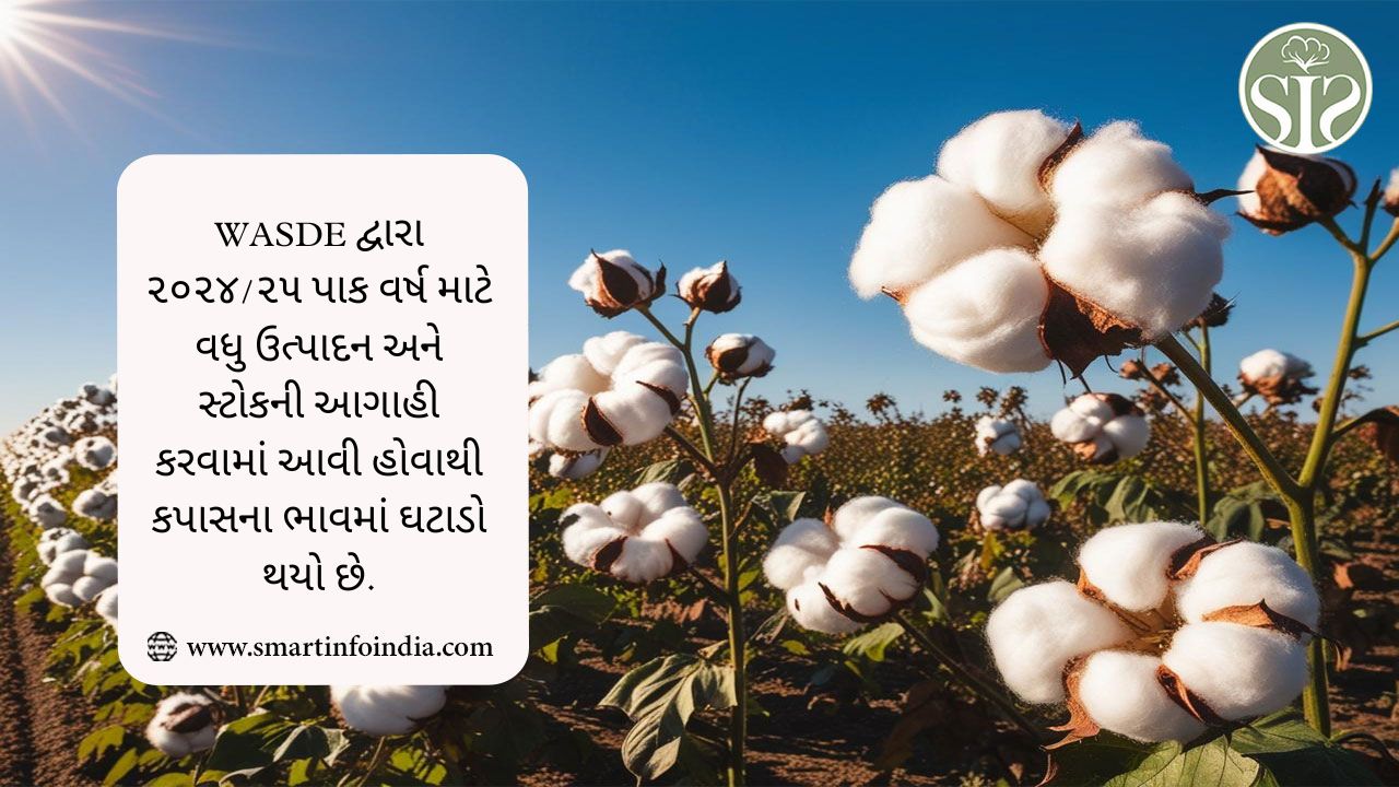 WASDE દ્વારા ૨૦૨૪/૨૫ પાક વર્ષ માટે વધુ ઉત્પાદન અને સ્ટોકની આગાહી કરવામાં આવી હોવાથી કપાસના ભાવમાં ઘટાડો થયો છે.