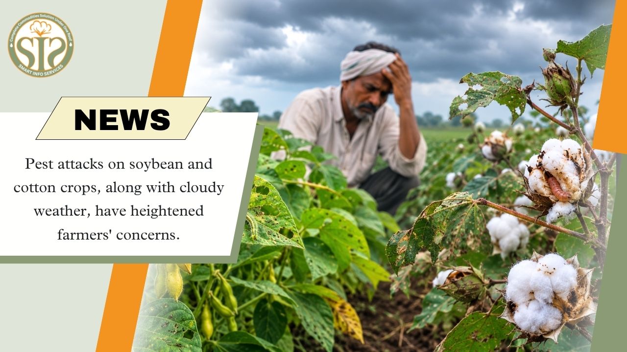 Pest Attacks on Soybean and Cotton Crops Raise Farmer Concerns