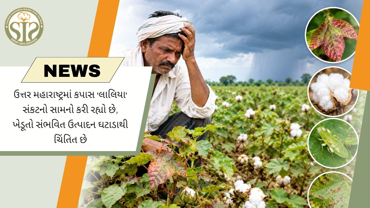 ઉત્તર મહારાષ્ટ્રમાં કપાસ પર લાલિયા સંકટ