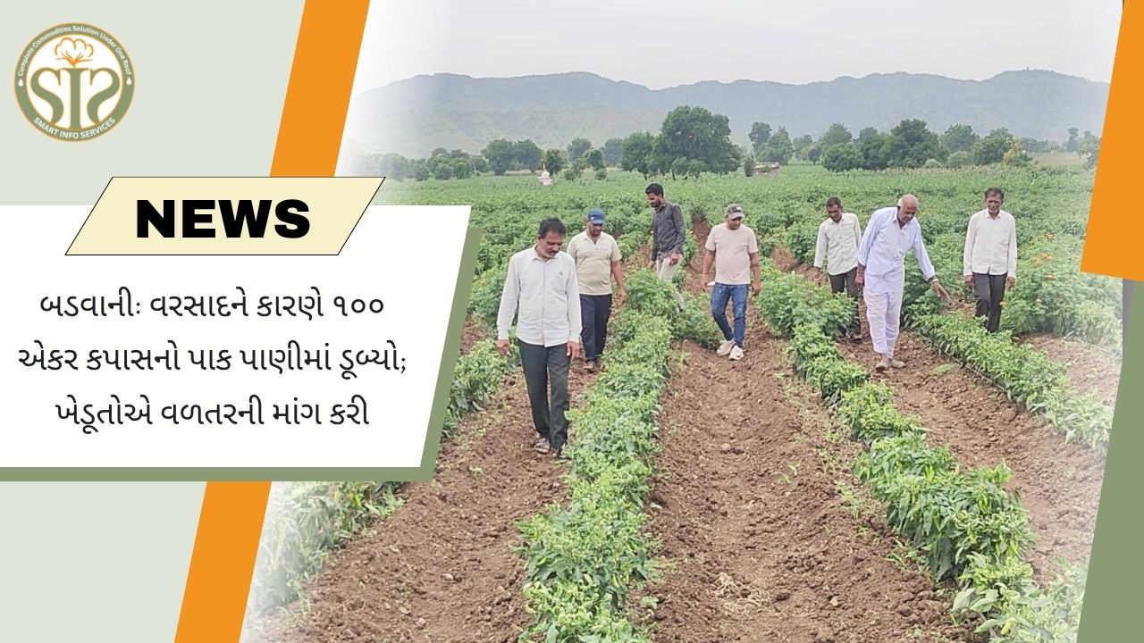 વરસાદથી બારવાણીમાં કપાસ પાણીમાં ડૂબ્યો