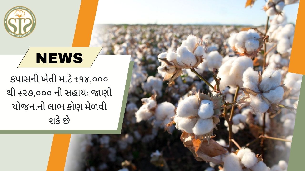 કપાસની ખેતી માટે ₹14,000થી ₹27,000 સુધી સહાય, જાણો કોને મળશે યોજનાનો લાભ