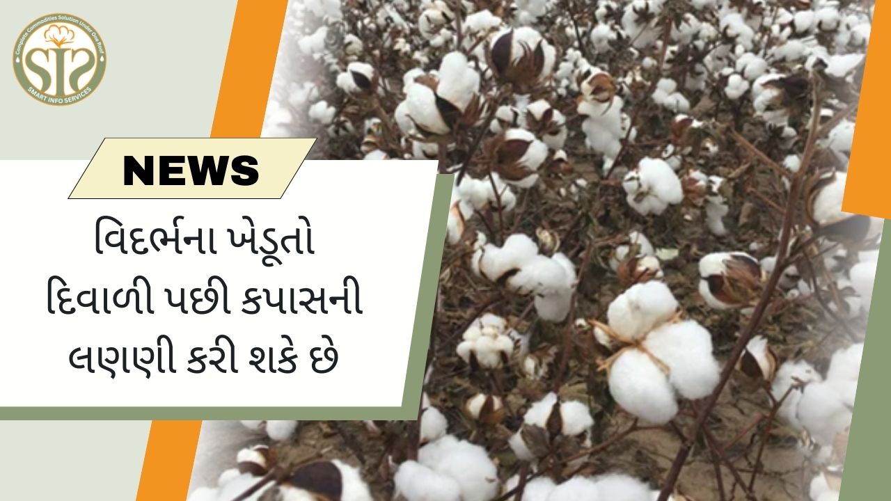 દિવાળી પછી વિદર્ભમાં કપાસની લણણી