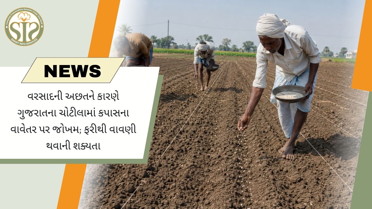 ચોટીલામાં કપાસ વાવેતર સંકટમાં