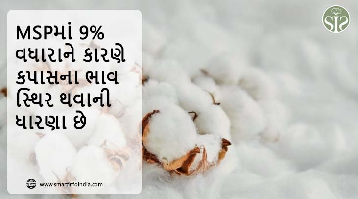 MSPમાં 9% વધારાને કારણે કપાસના ભાવ સ્થિર થવાની ધારણા છે