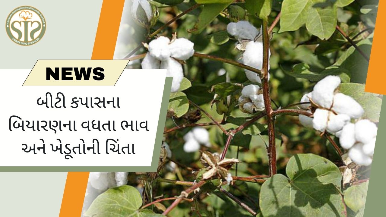 મોંઘા બીટી કપાસના બિયારણ, ખેડૂતોની ચિંતા વધી