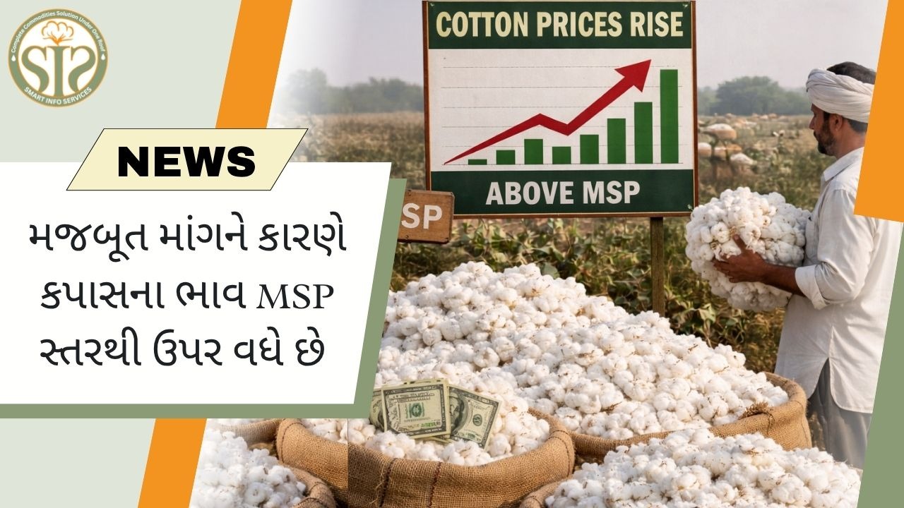 મજબૂત માંગને કારણે કપાસના ભાવ MSPથી ઉપર છે