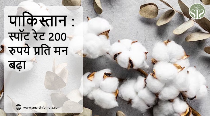 पाकिस्तान : स्पॉट रेट 200 रुपये प्रति मन बढ़ा