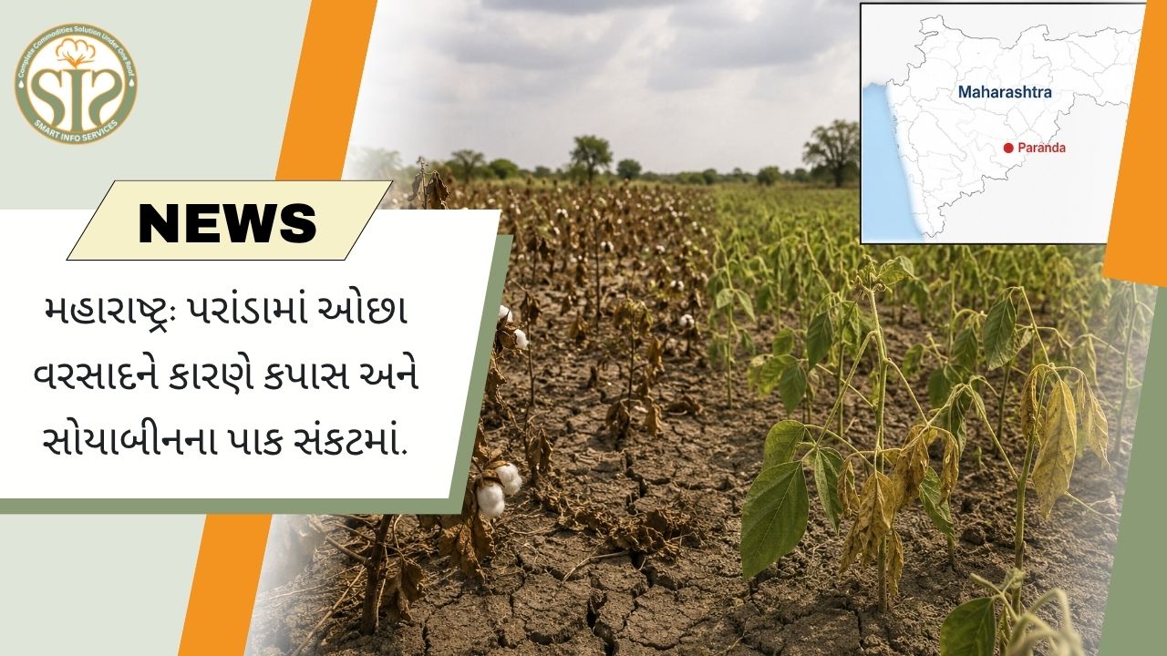 મહારાષ્ટ્રના પરાંડામાં ઓછા વરસાદથી કપાસ અને સોયાબીનના પાક પર સંકટ
