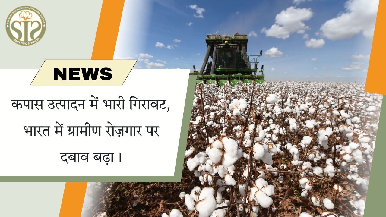 कपास उत्पादन में भारी गिरावट, भारत में ग्रामीण रोज़गार पर दबाव बढ़ा।