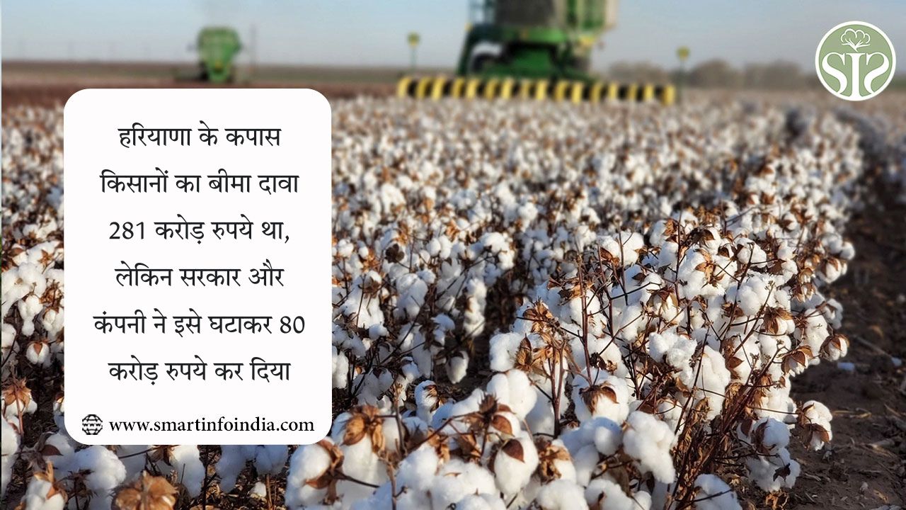 हरियाणा के कपास किसानों का बीमा दावा 281 करोड़ रुपये था, लेकिन सरकार और कंपनी ने इसे घटाकर 80 करोड़ रुपये कर दिया