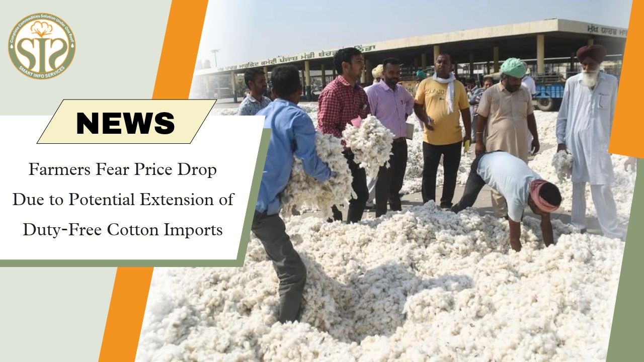 Vidarbha Farmers Fear Cotton Price Fall