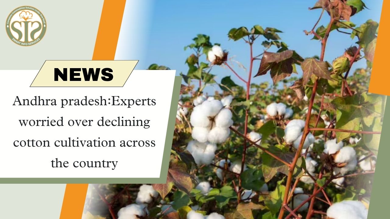 Andhra Pradesh: Experts worried over decline in cotton cultivation