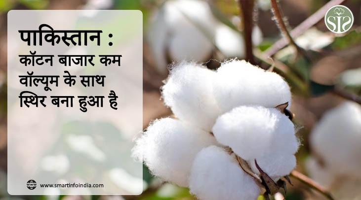 पाकिस्तान : कॉटन बाजार कम वॉल्यूम के साथ स्थिर बना हुआ है