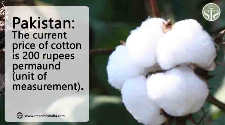 Pakistan: The spot price of cotton was realized at Rs 200 per head.