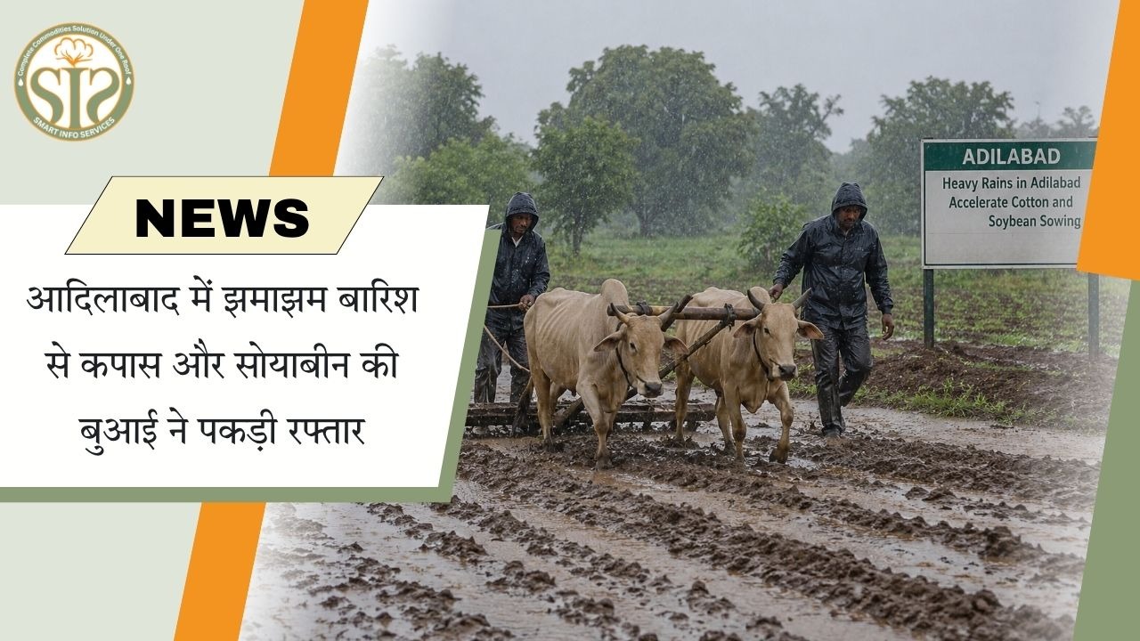 आदिलाबाद में कपास बुवाई तेज