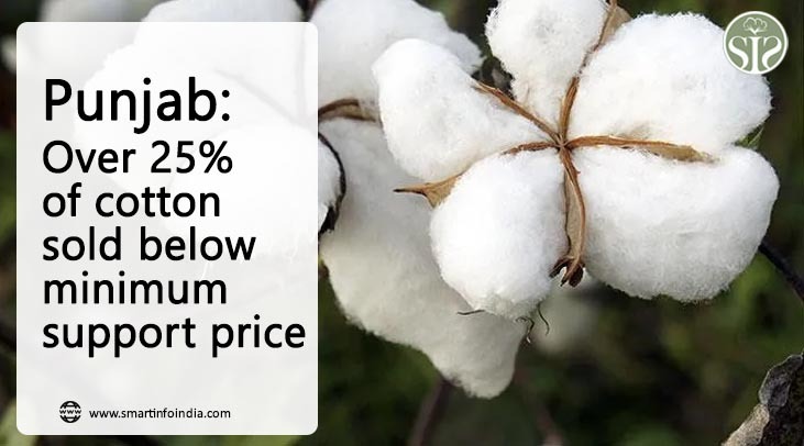Punjab: Over 25% of Cotton Sold Below Minimum Support Price