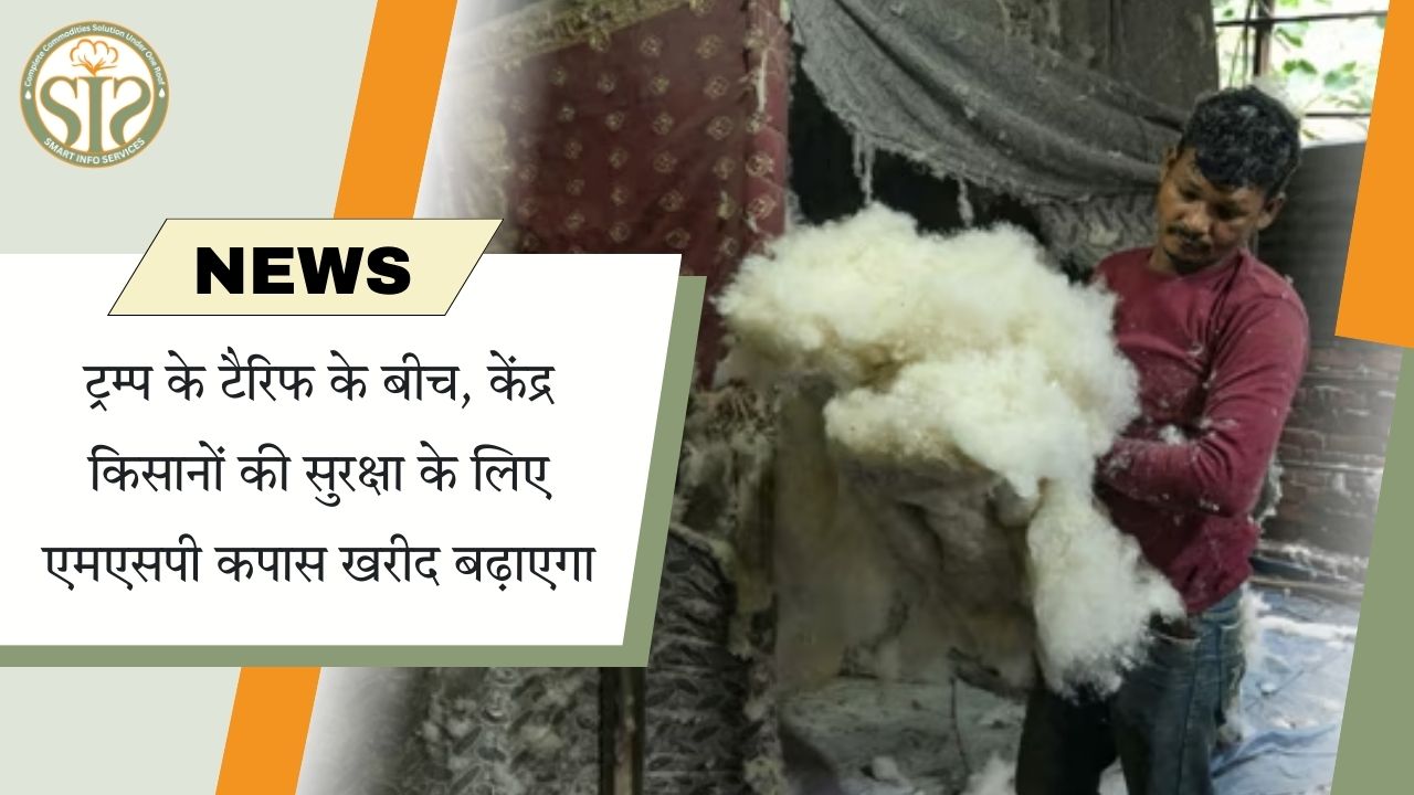 टैरिफ के बीच कपास पर MSP खरीद बढ़ाएगी सरकार